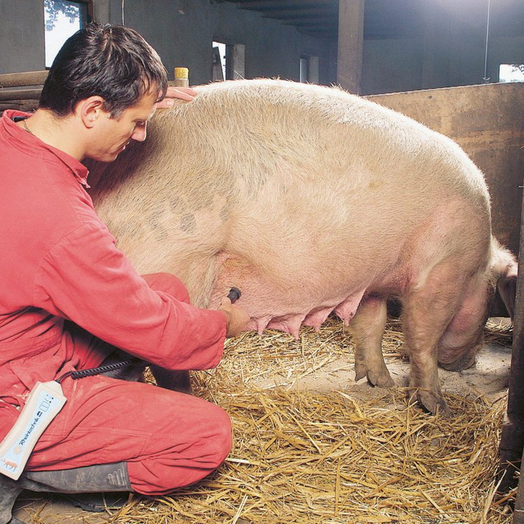 HK Trächtigkeitsdiagnosegerät für Schweine