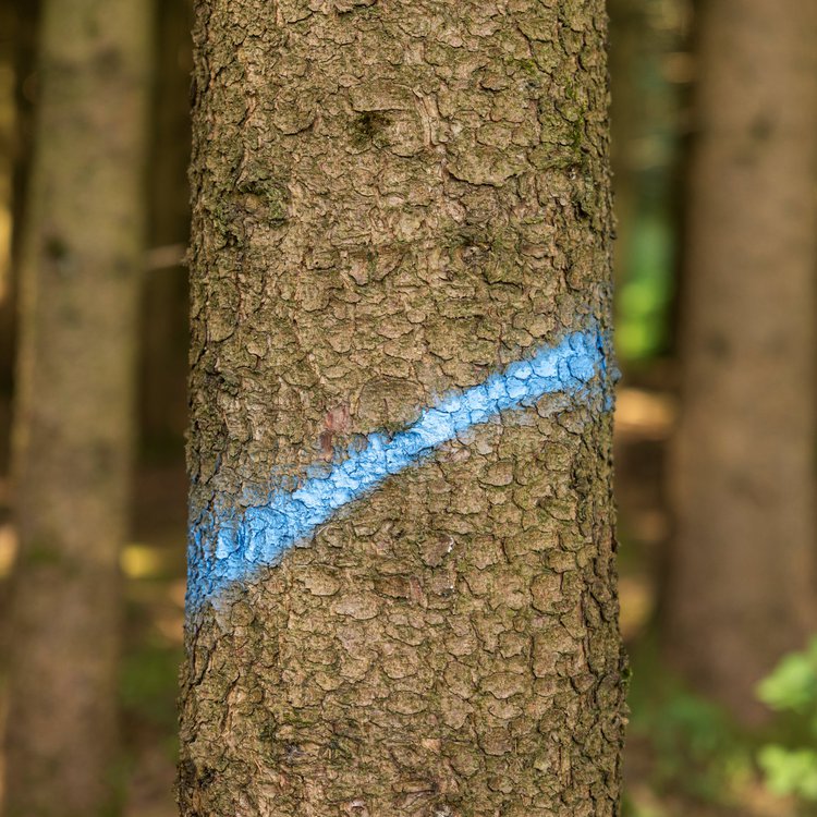 Markierungsspray Forst Neon neonblau, 500ml