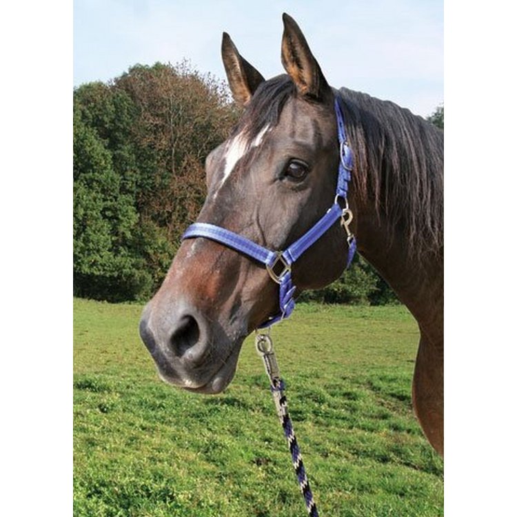 Führstrick Mustang Panikhaken, royalblau/schwarz/weiß