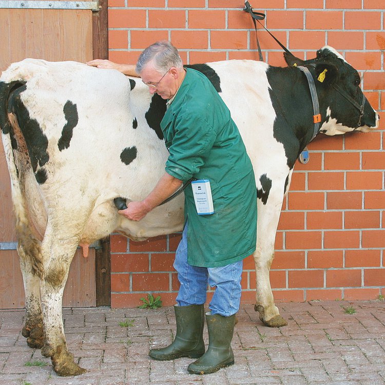 Trächtigkeitsdiagnosegerät für Kühe